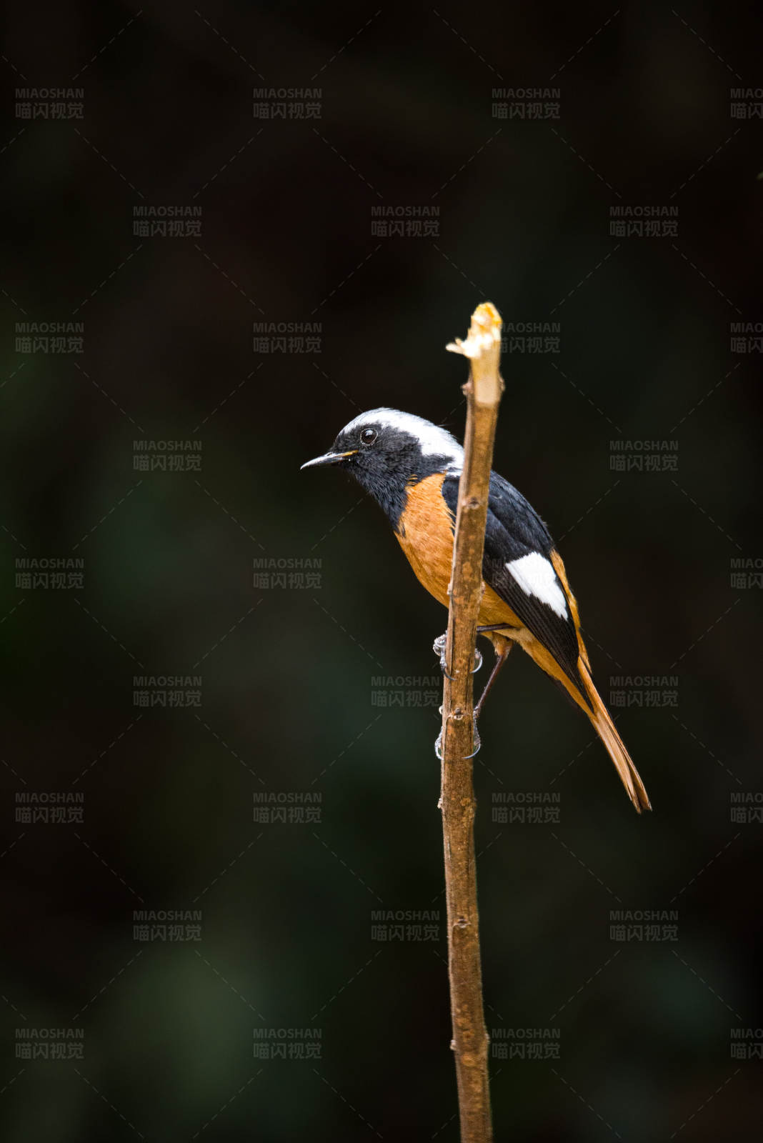 小鸟栖息在细枝上图片