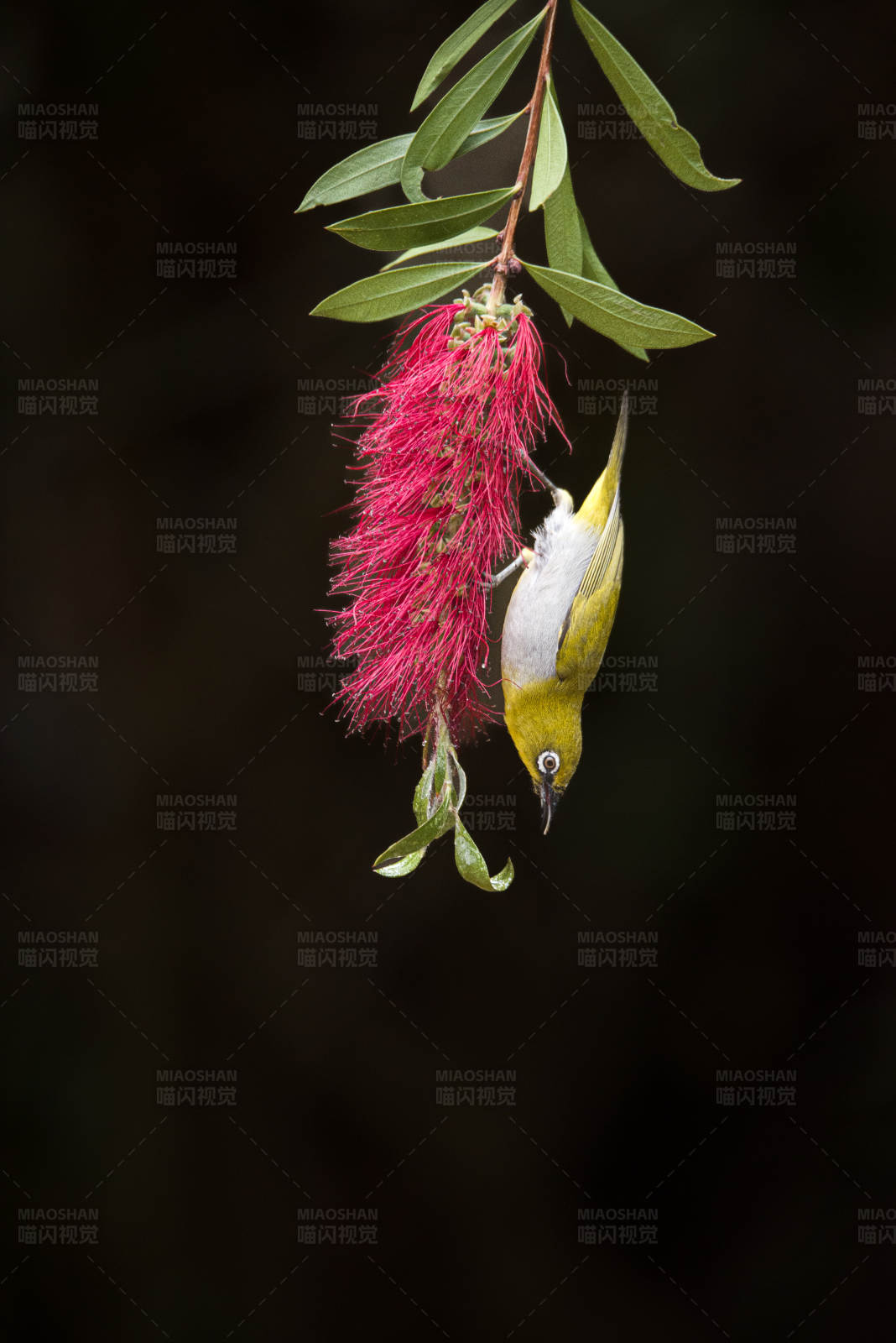 倒挂的鸟与红花图片