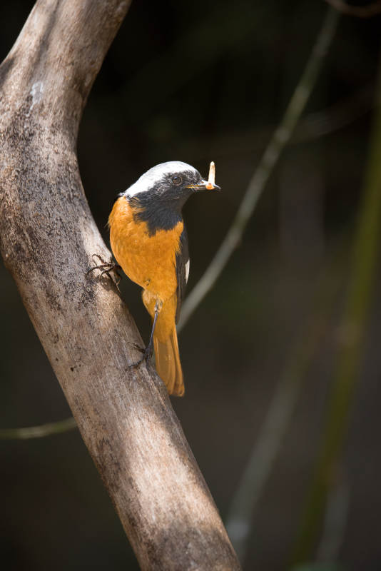 鸟儿捕食瞬间图片