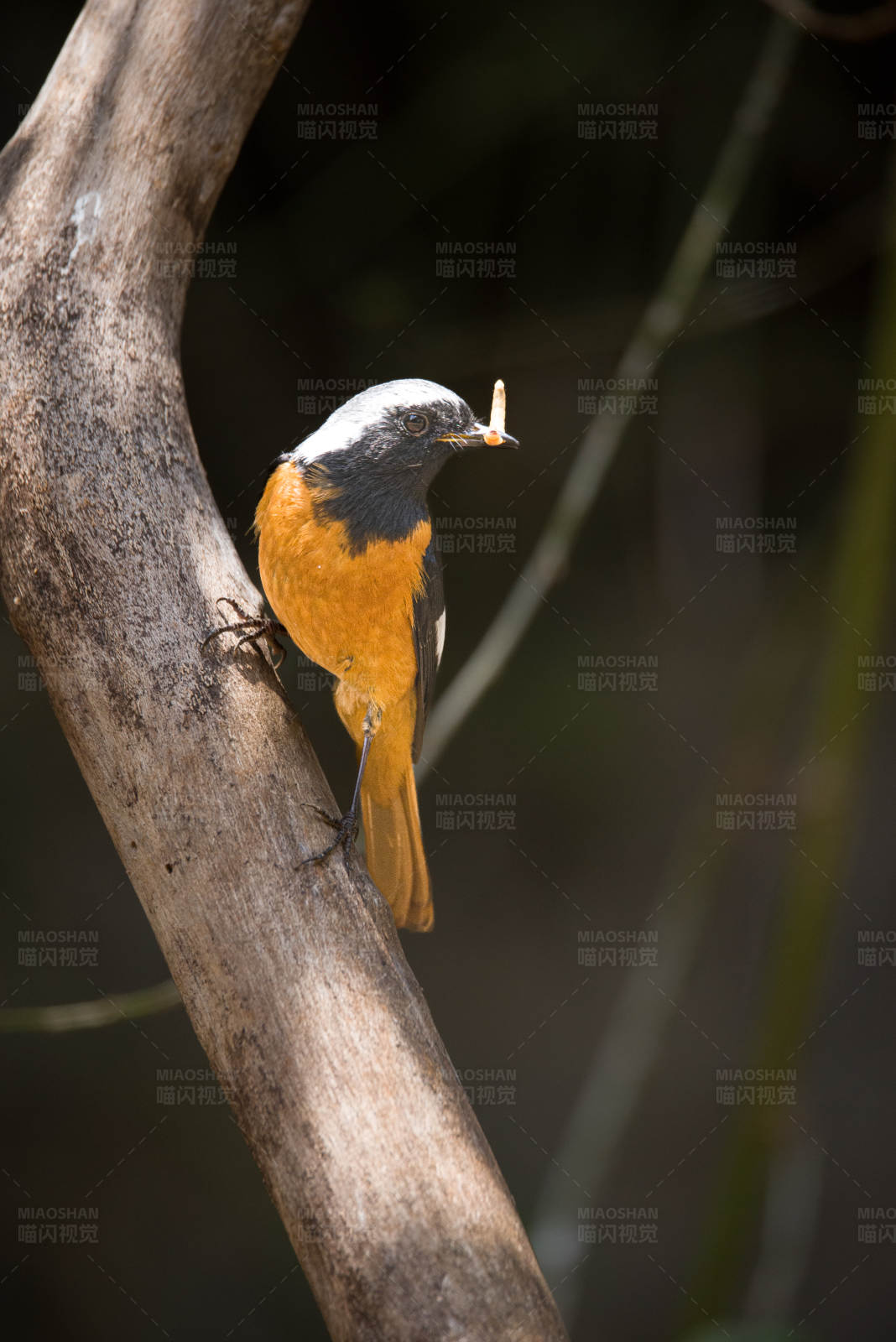 鸟儿捕食瞬间图片