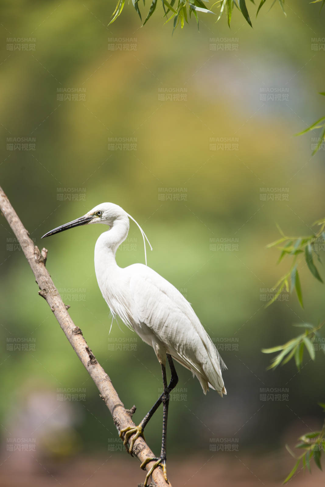 白鹭栖息图片