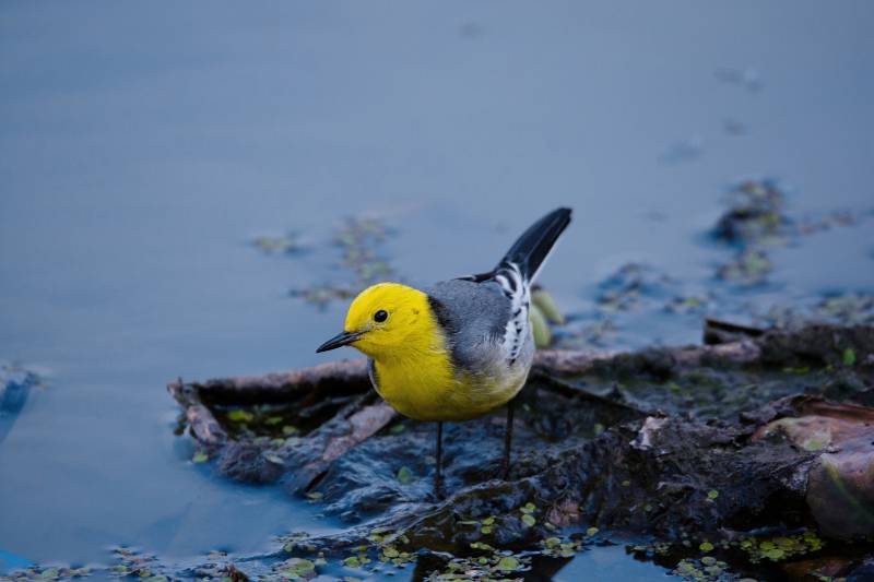 黄头鹡鸰栖息水边图片