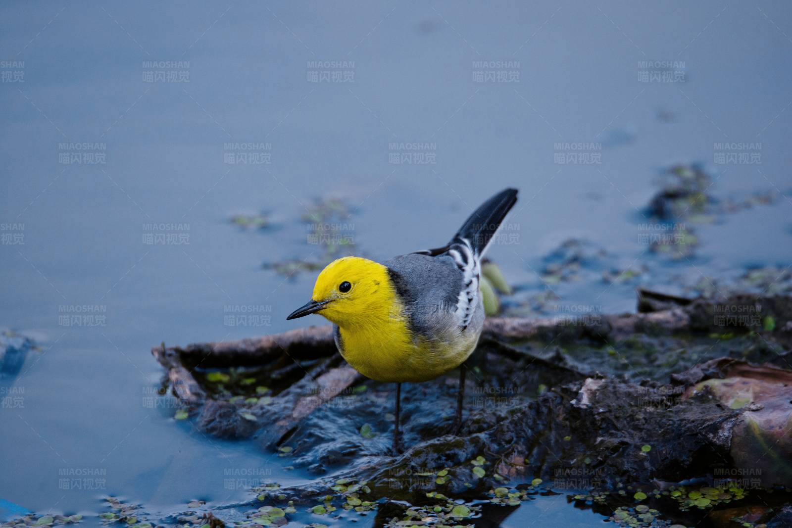 黄头鹡鸰栖息水边图片