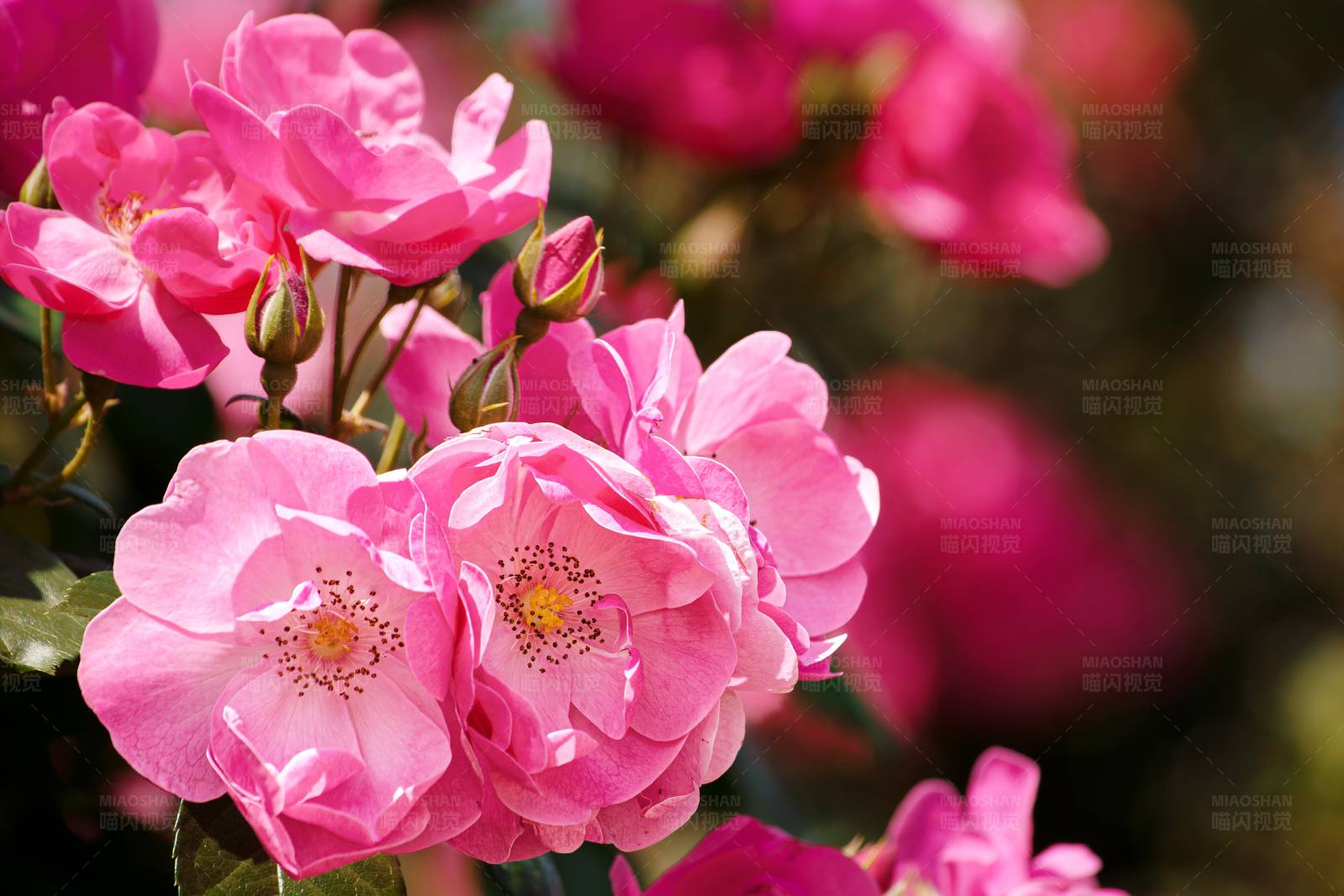 粉色蔷薇花图片