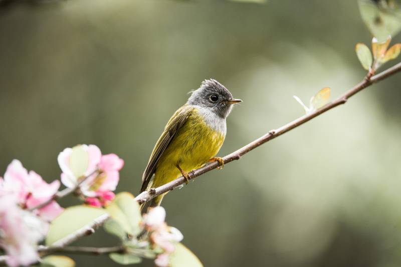 小鸟栖息花间图片
