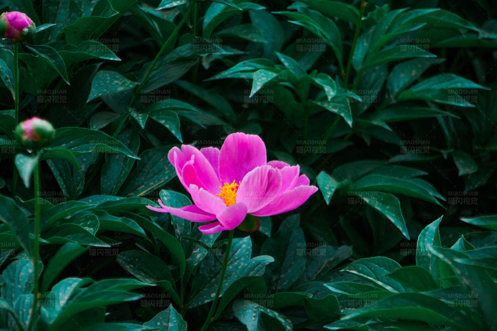 粉色花朵与绿叶背景图片