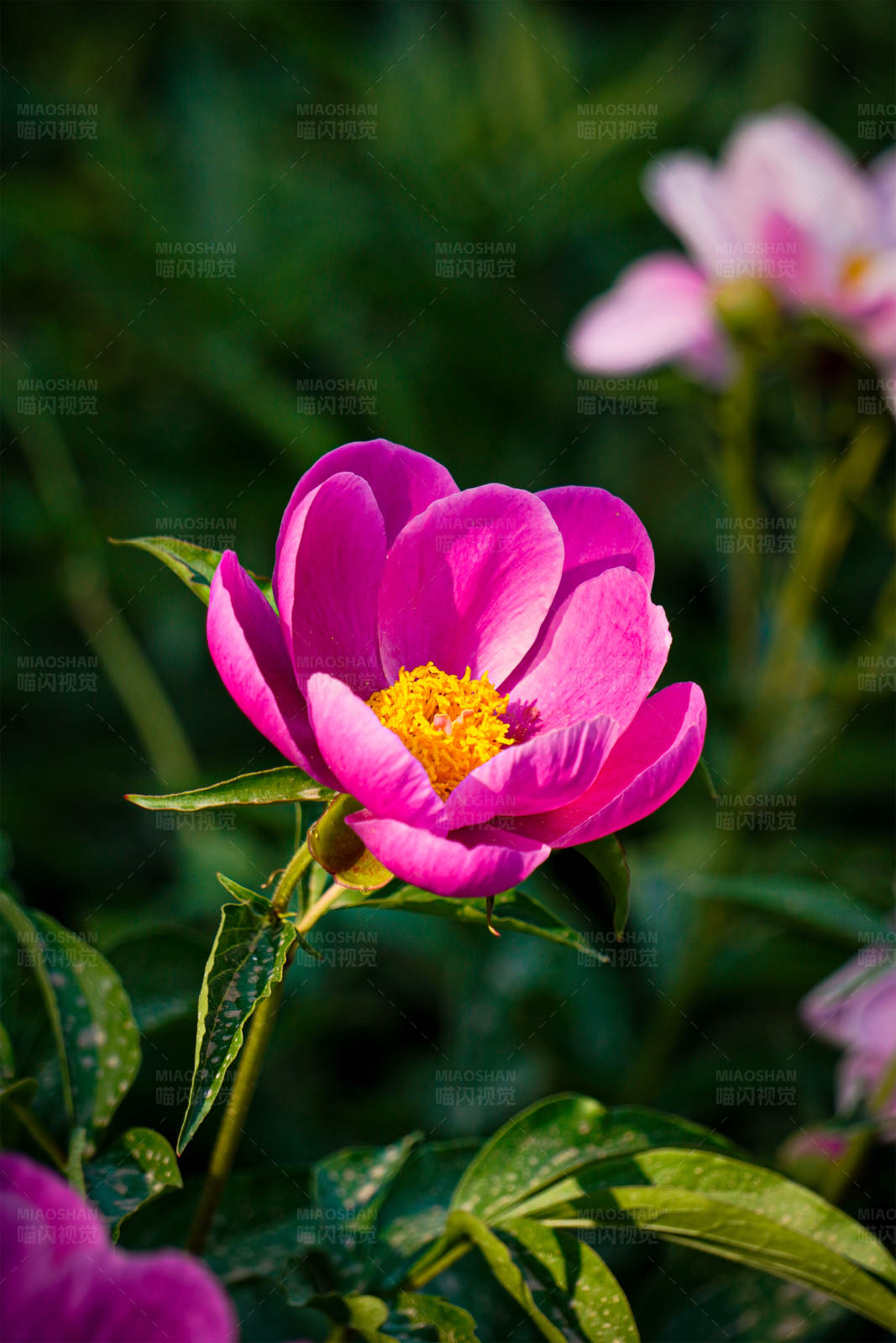 粉色花朵绽放图片