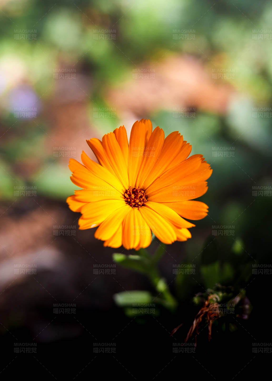 橙色花朵的特写图片