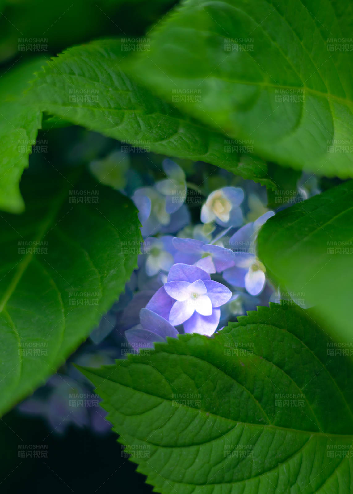 紫色花朵与绿叶图片