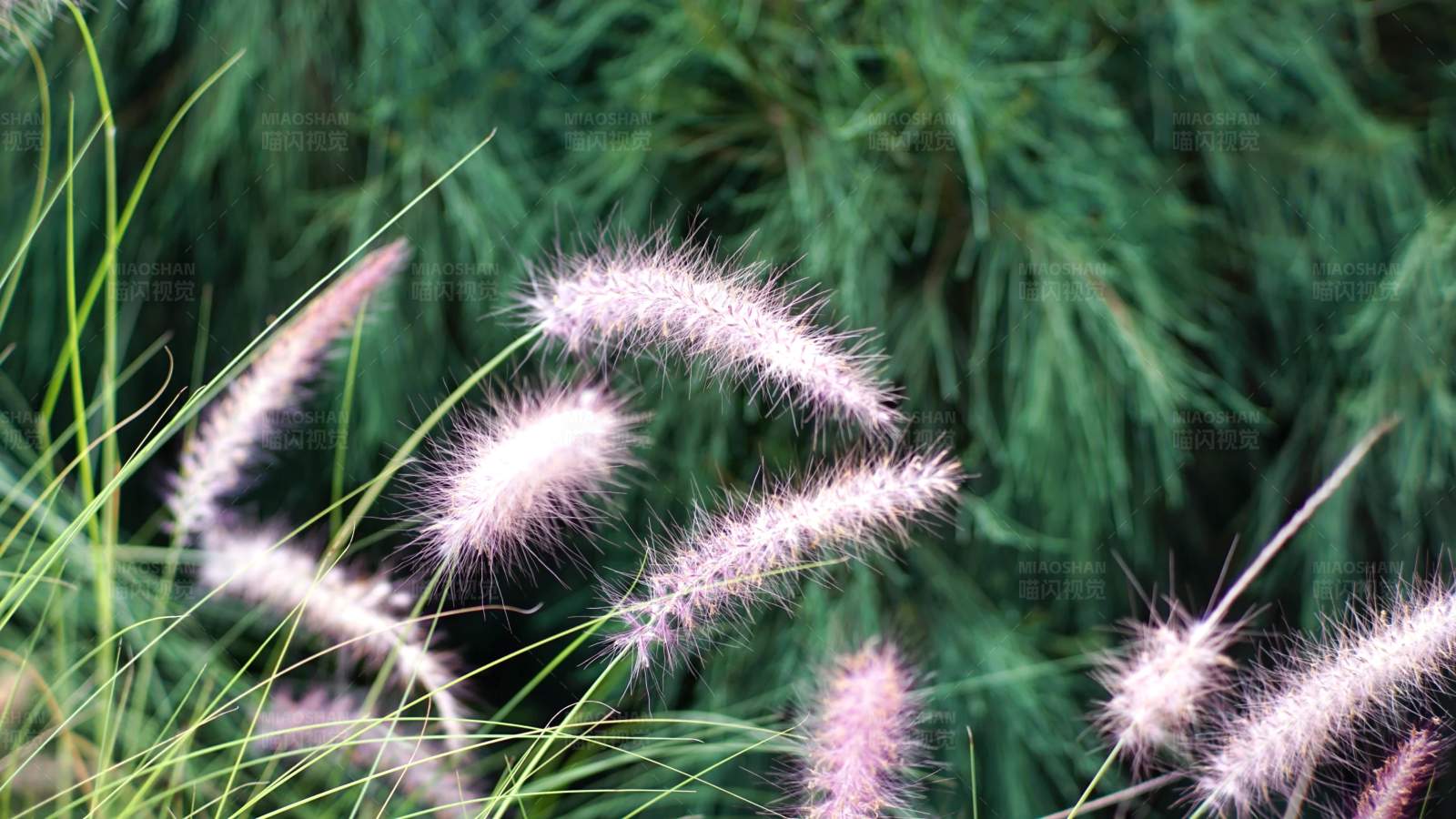 秋日草穗随风舞图片