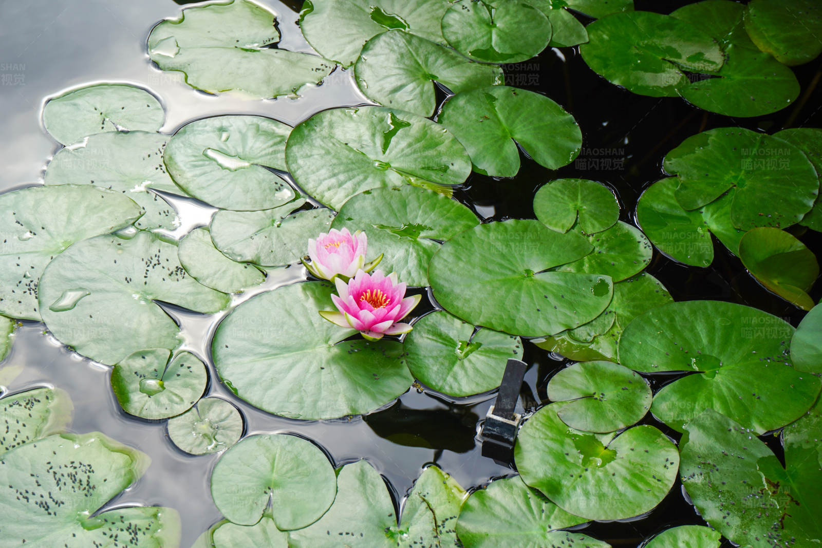 池塘里的粉色莲花图片
