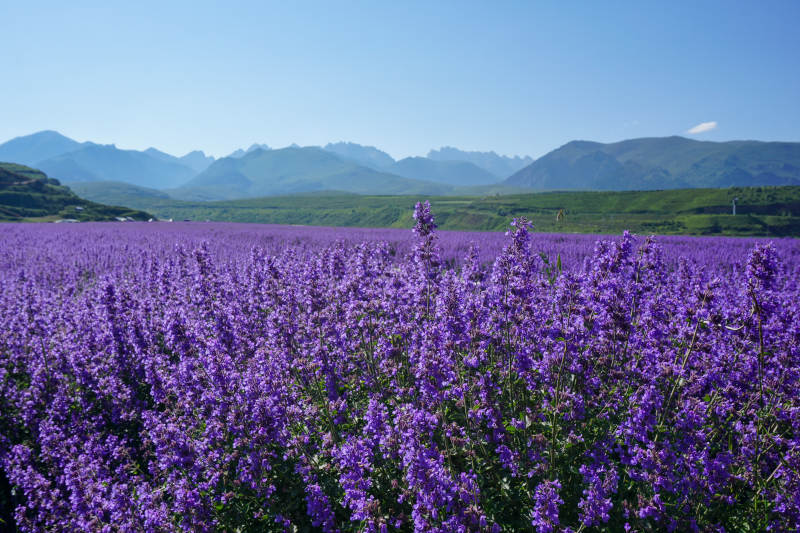 薰衣草花海与远山图片
