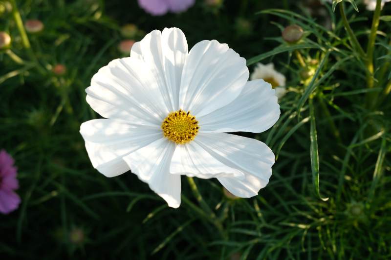 白色花朵的特写图片