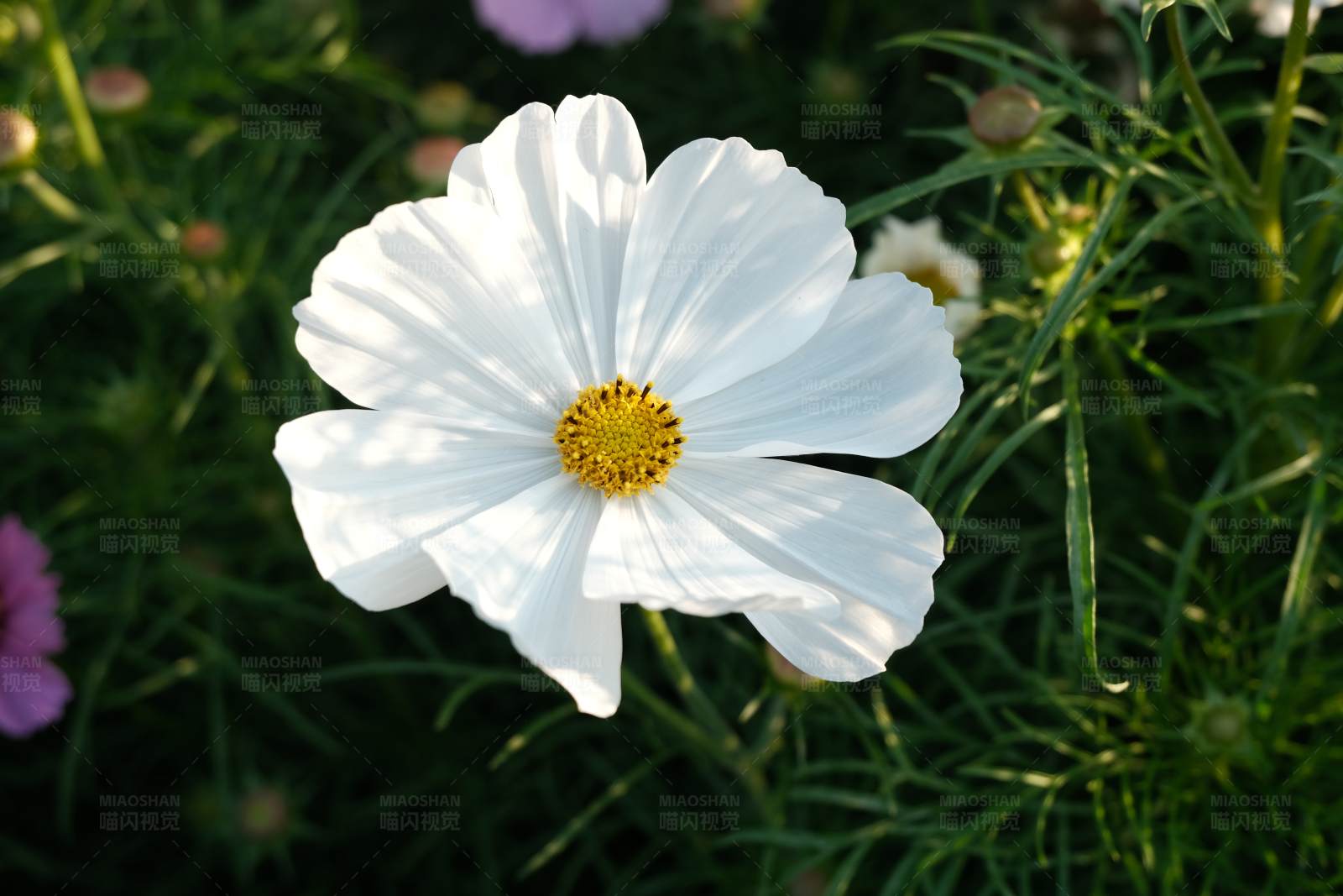 白色花朵的特写图片