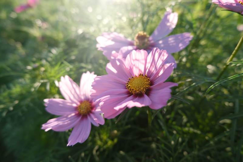晨光中的粉色花朵图片
