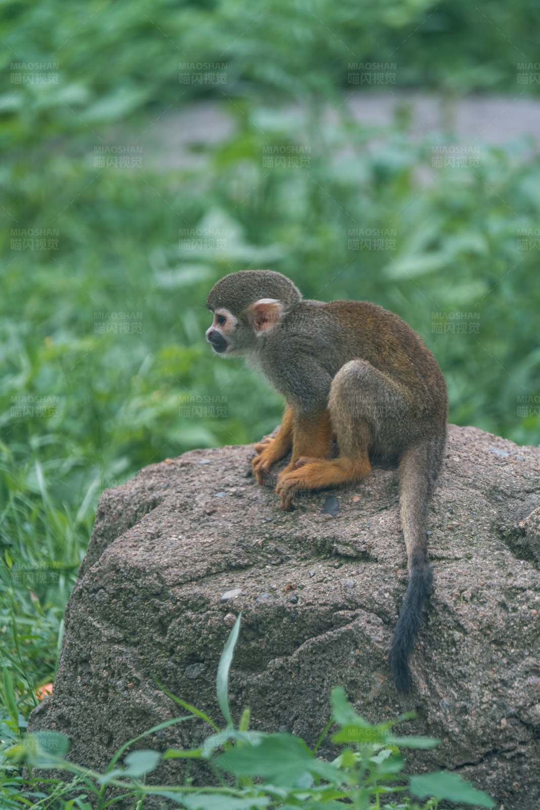 松鼠猴静坐石上图片
