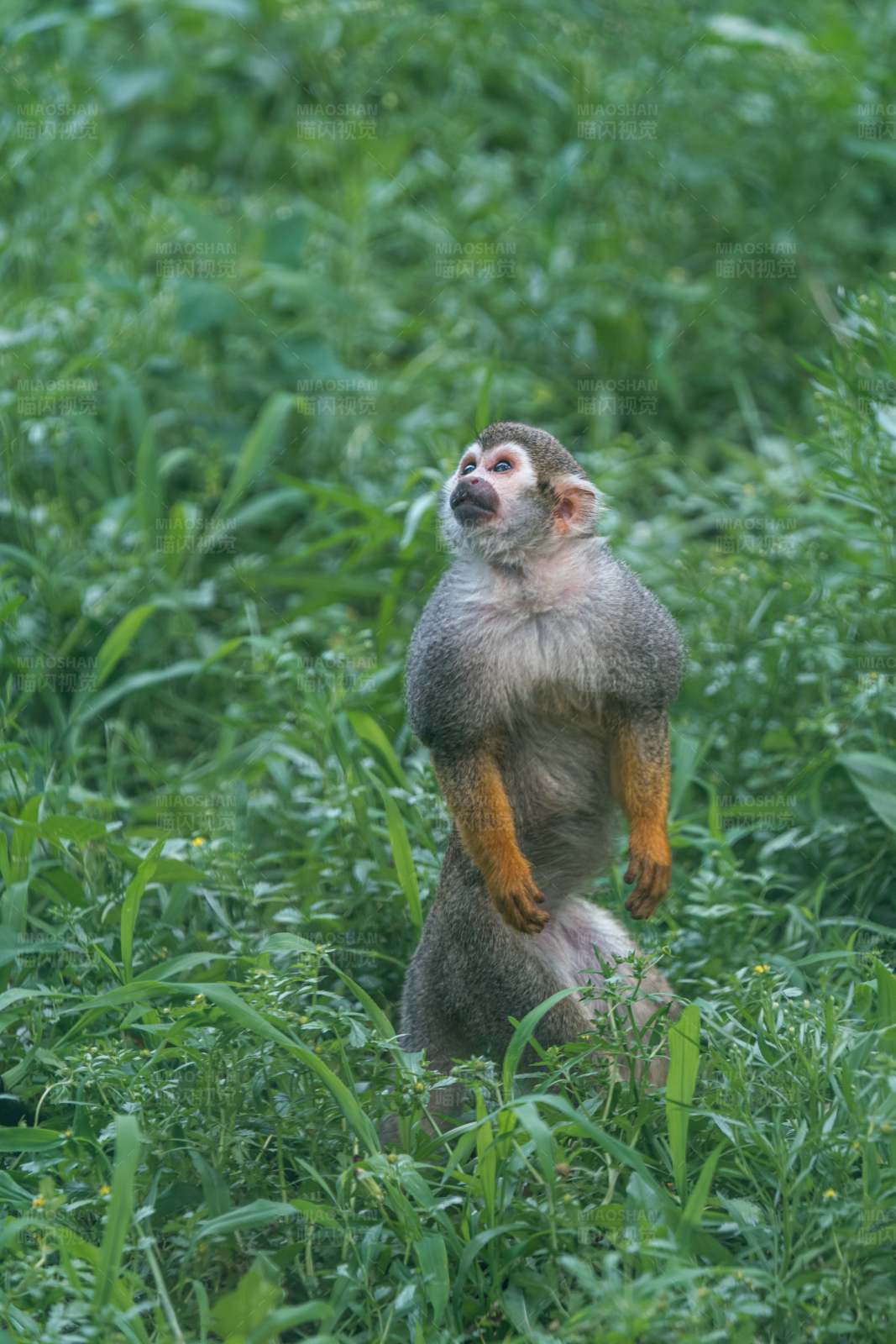 小猴站立 仰望天空图片