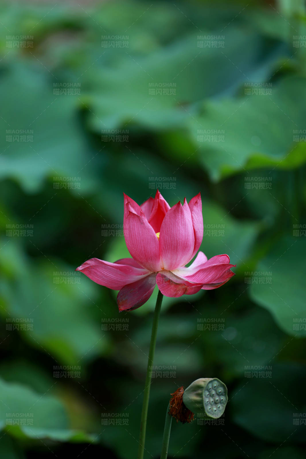 粉红莲花和莲蓬图片