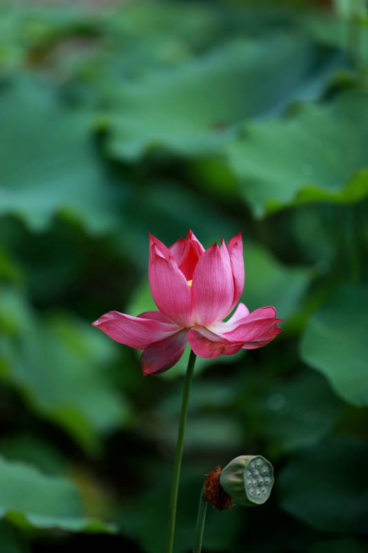 粉红莲花和莲蓬图片
