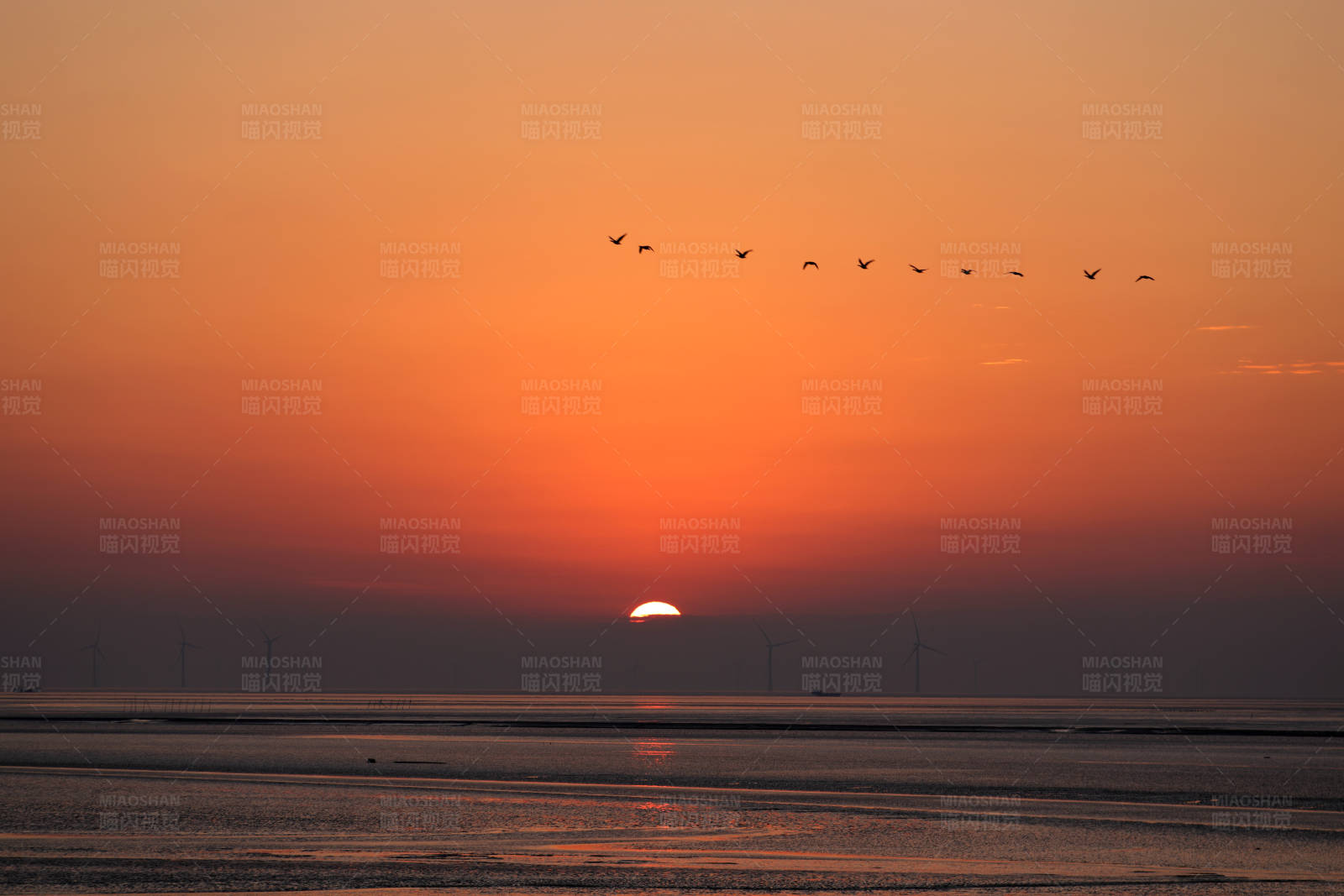 海上日出和越冬候鸟图片