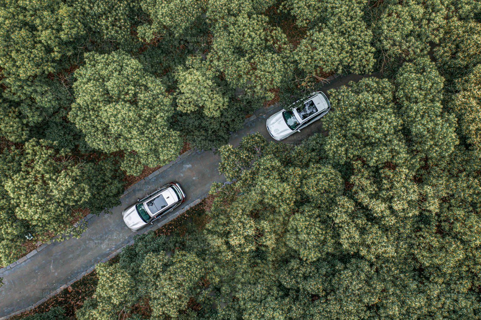 森林中的两辆车图片