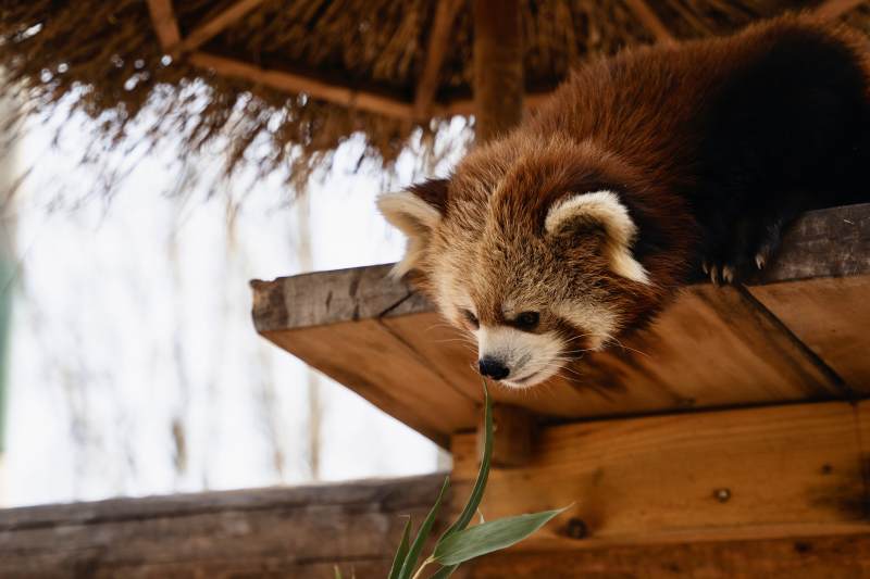 红熊猫探头图片
