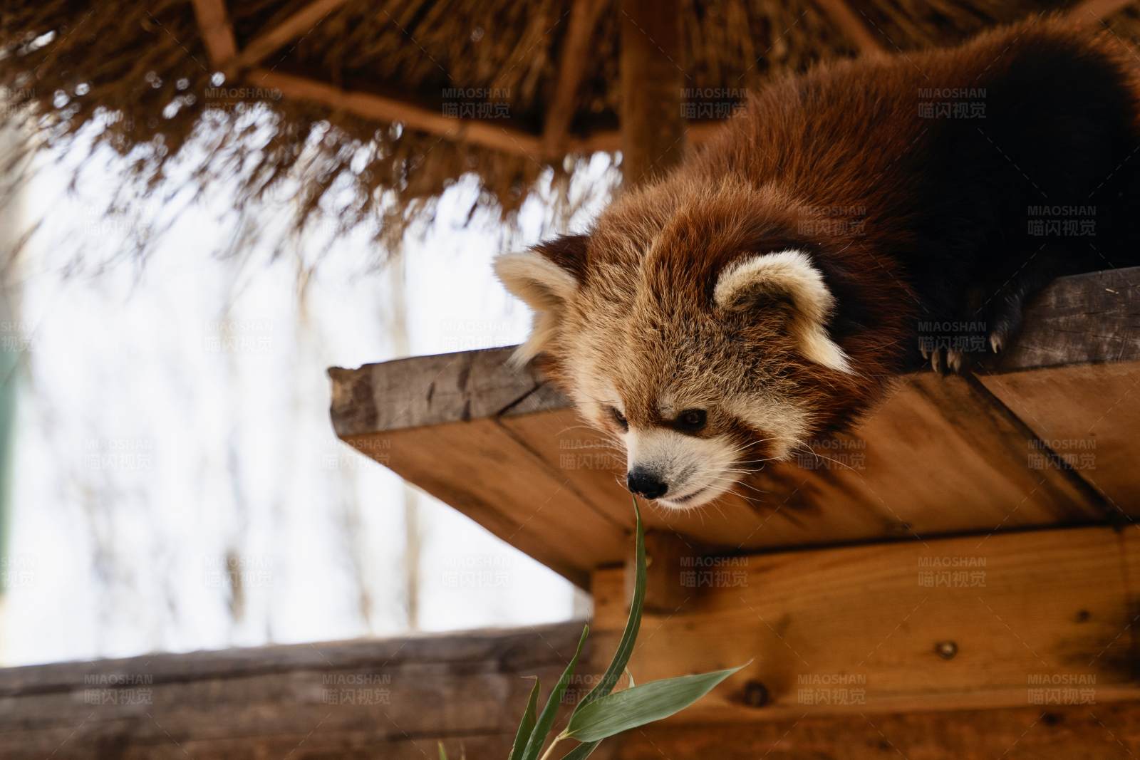 红熊猫探头图片