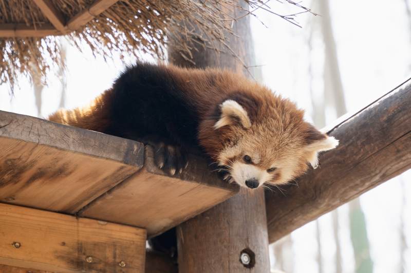 树上的小熊猫图片