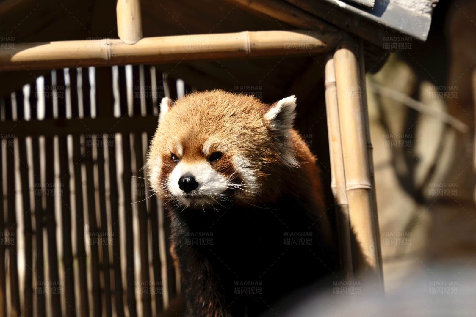 笼中的小熊猫图片