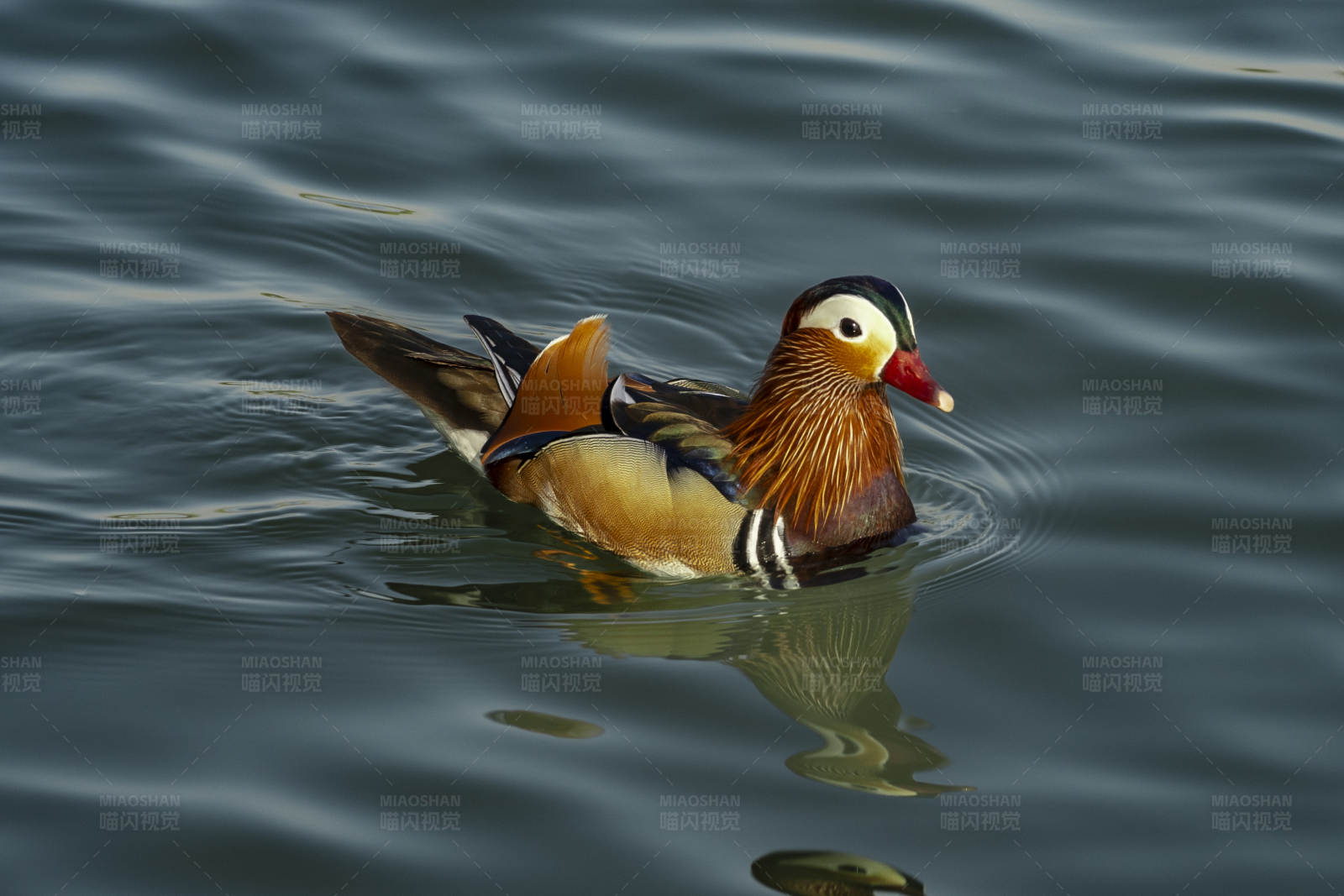 鸳鸯水中游图片