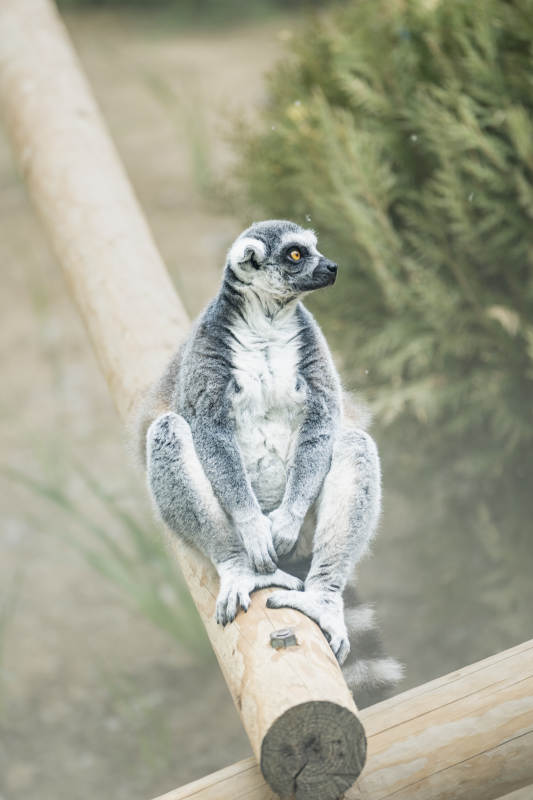 环尾狐猴的悠闲时光图片