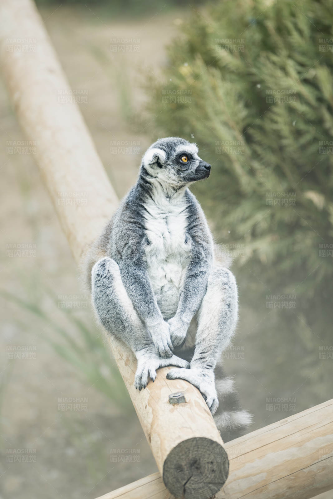 环尾狐猴的悠闲时光图片