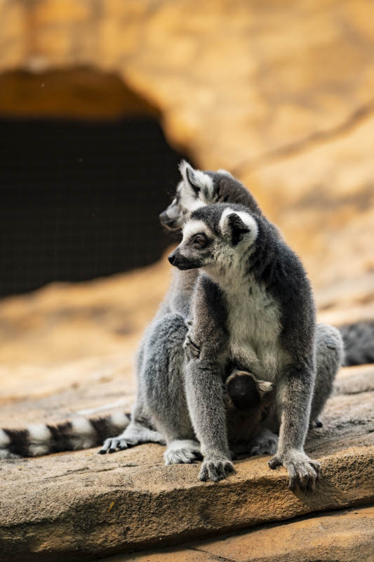 环尾狐猴的亲密时刻图片