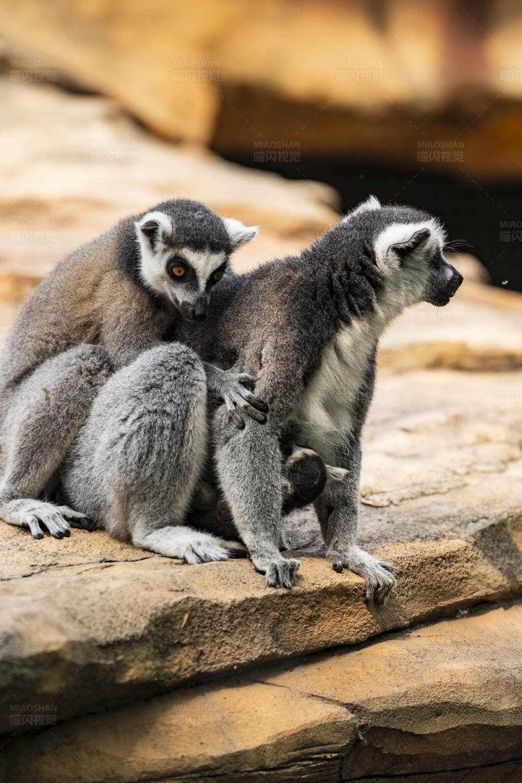 环尾狐猴的亲密时刻图片