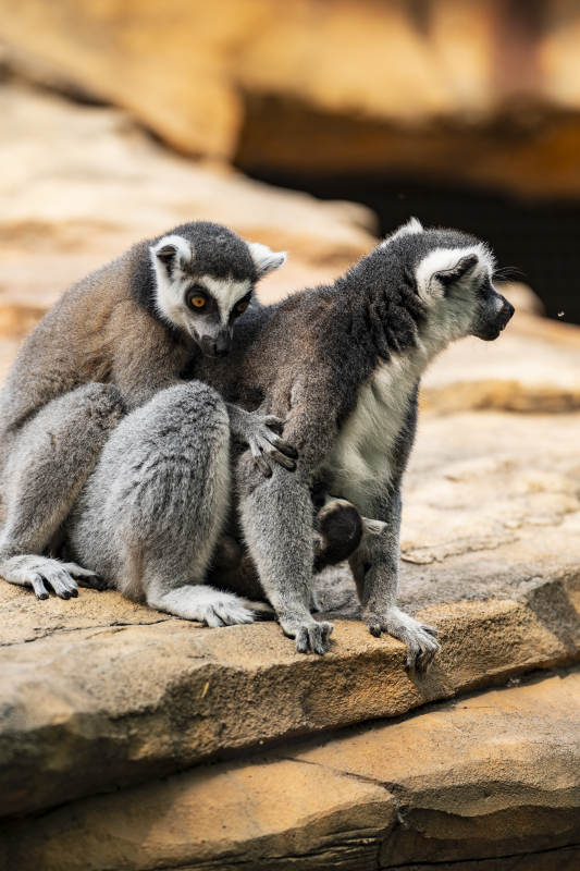 环尾狐猴的亲密时刻图片