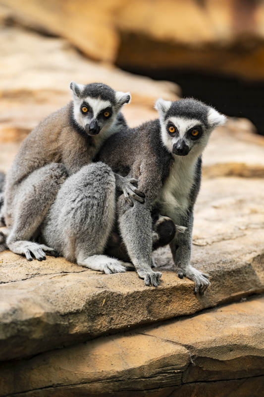 环尾狐猴的亲密时刻图片