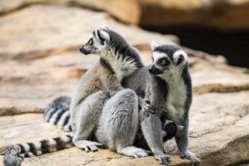 环尾狐猴的亲密时刻图片