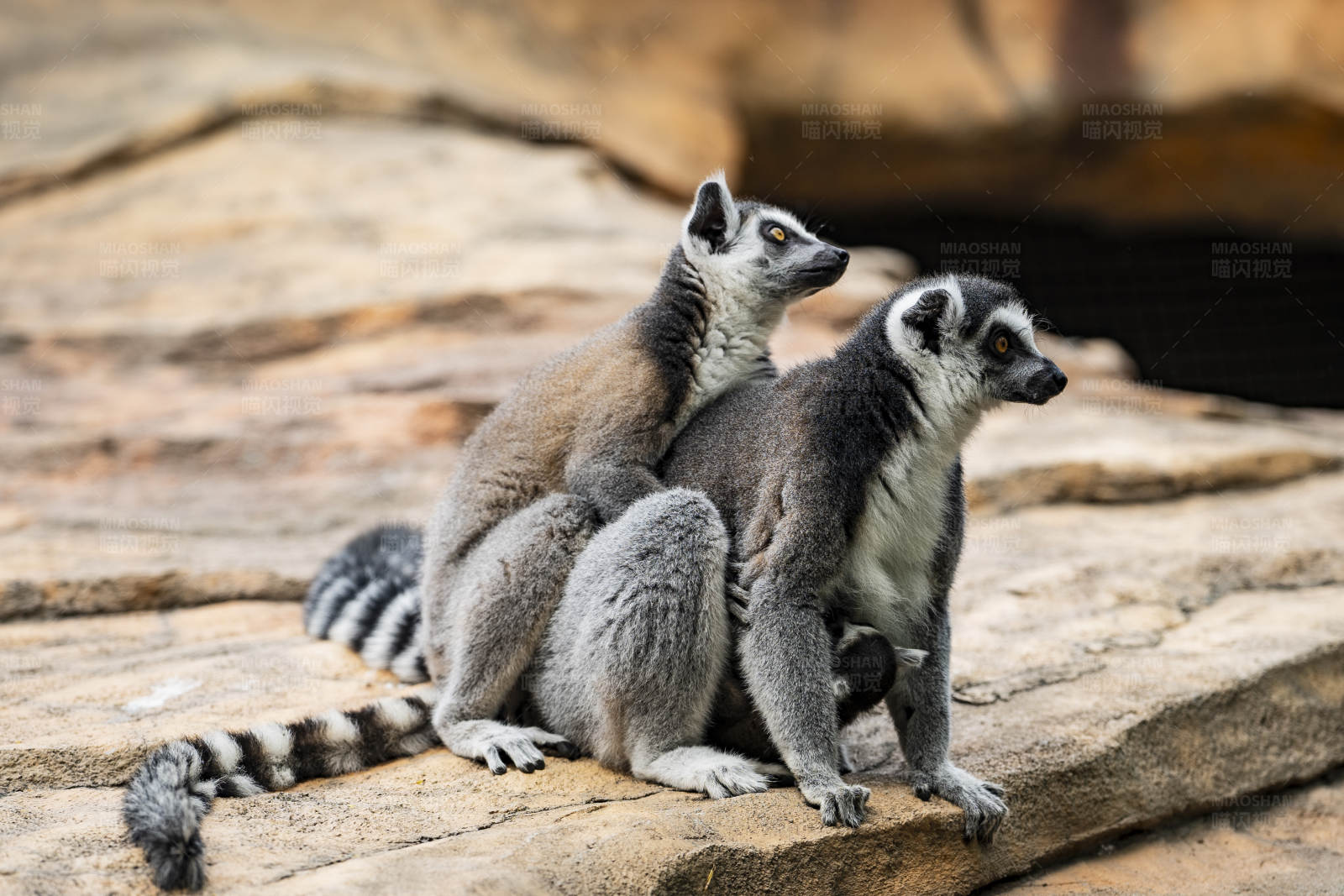 环尾狐猴的亲密时刻图片