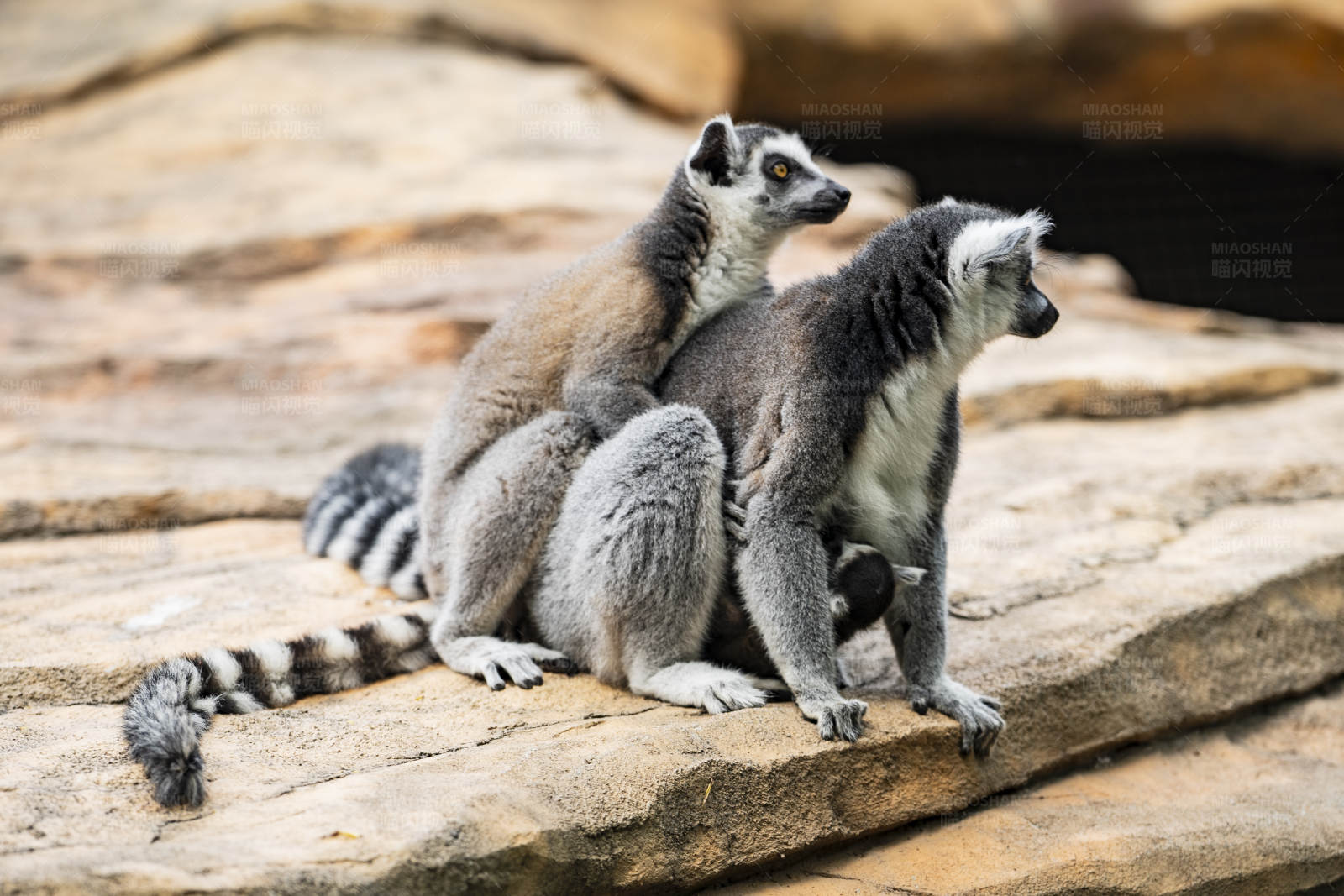 环尾狐猴的亲密时刻图片