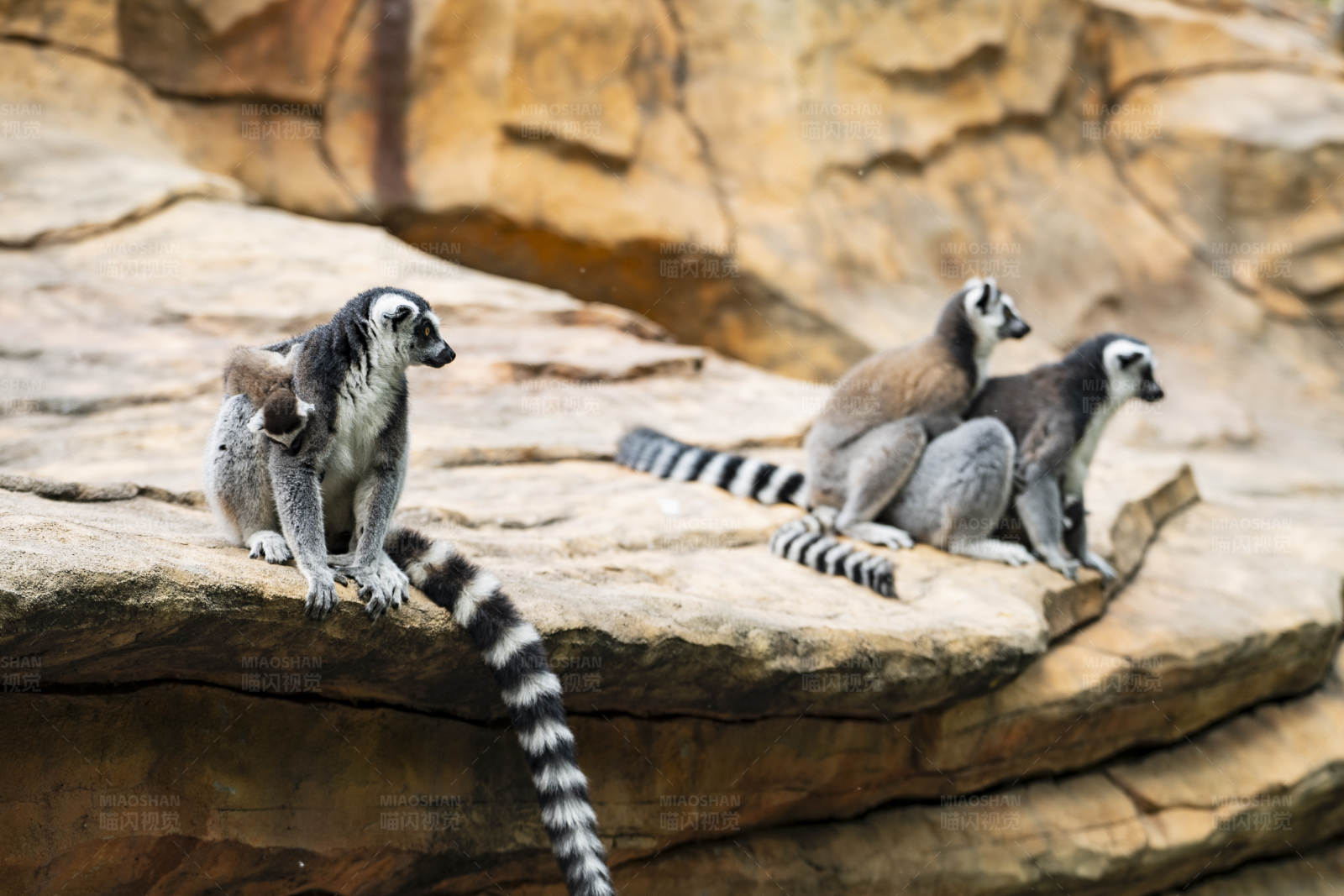 环尾狐猴的岩石时光图片