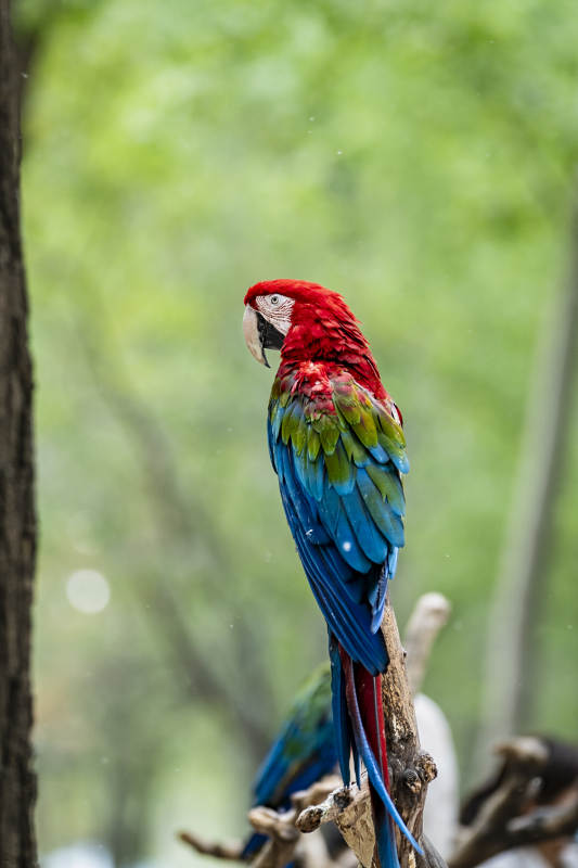 彩色鹦鹉栖息树枝图片