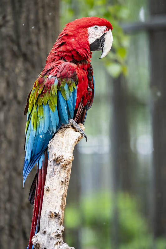 红绿蓝三色鹦鹉图片
