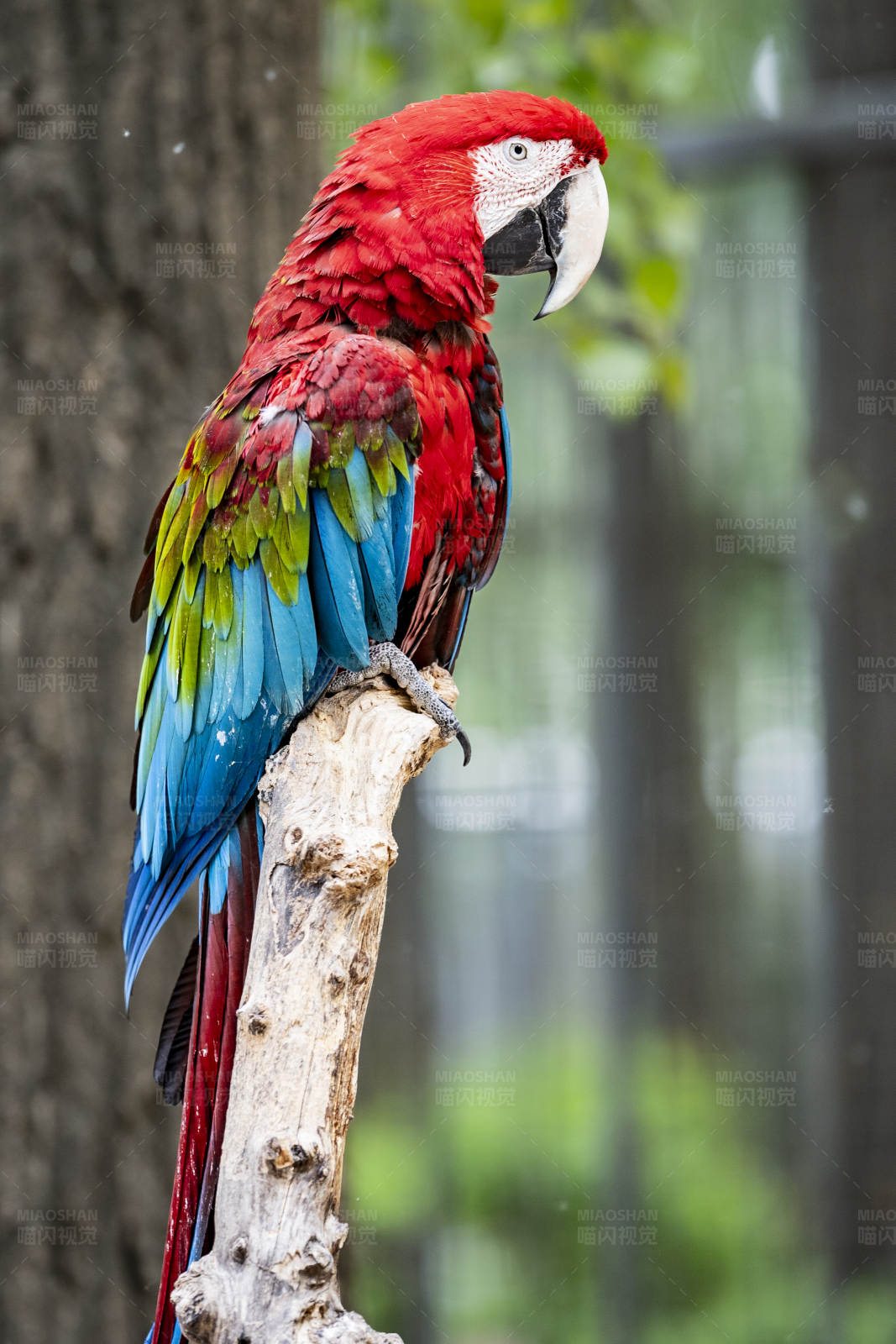 红绿蓝三色鹦鹉图片