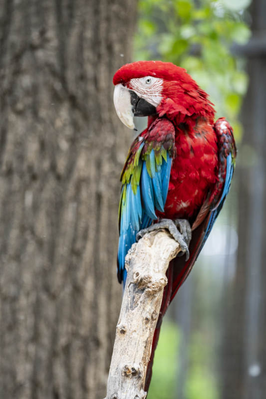 红蓝鹦鹉栖息树枝图片
