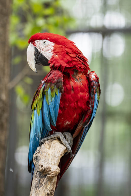 红蓝鹦鹉栖息树枝图片