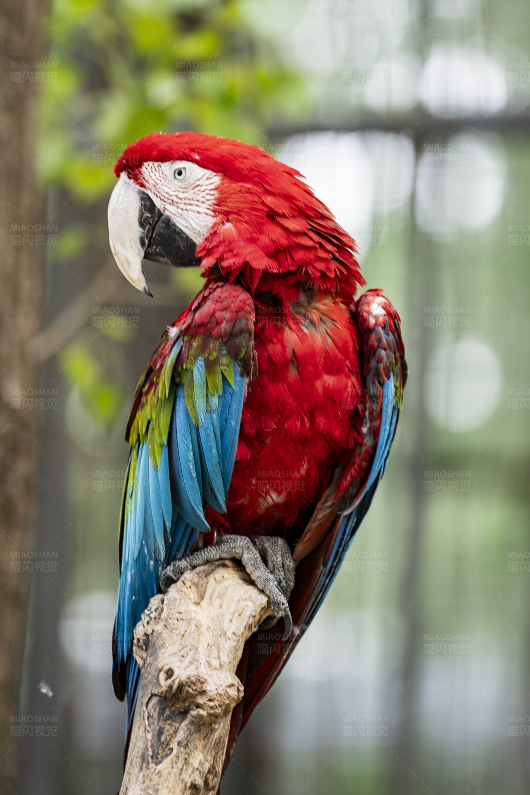 红蓝鹦鹉栖息树枝图片