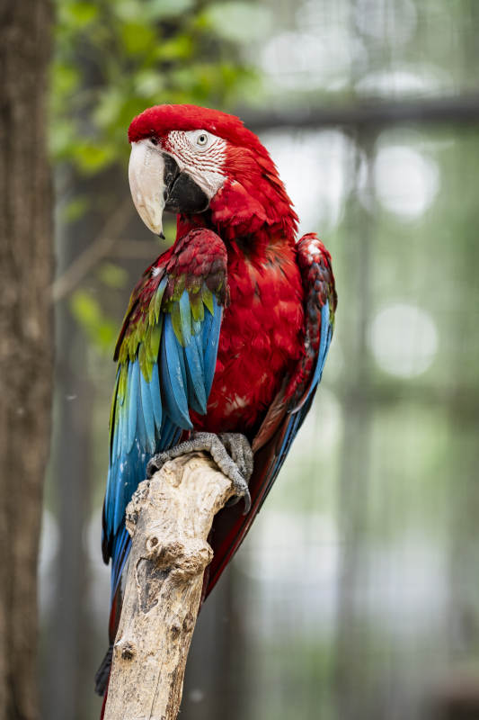 红蓝鹦鹉栖息枝头图片