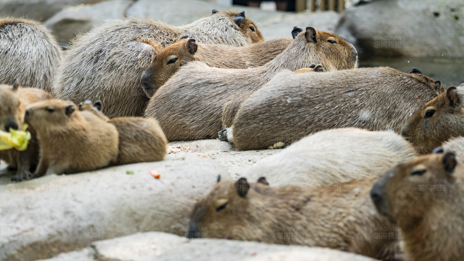 水豚群休息时光图片