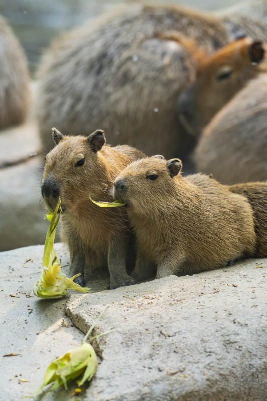 水豚宝宝享用美食图片