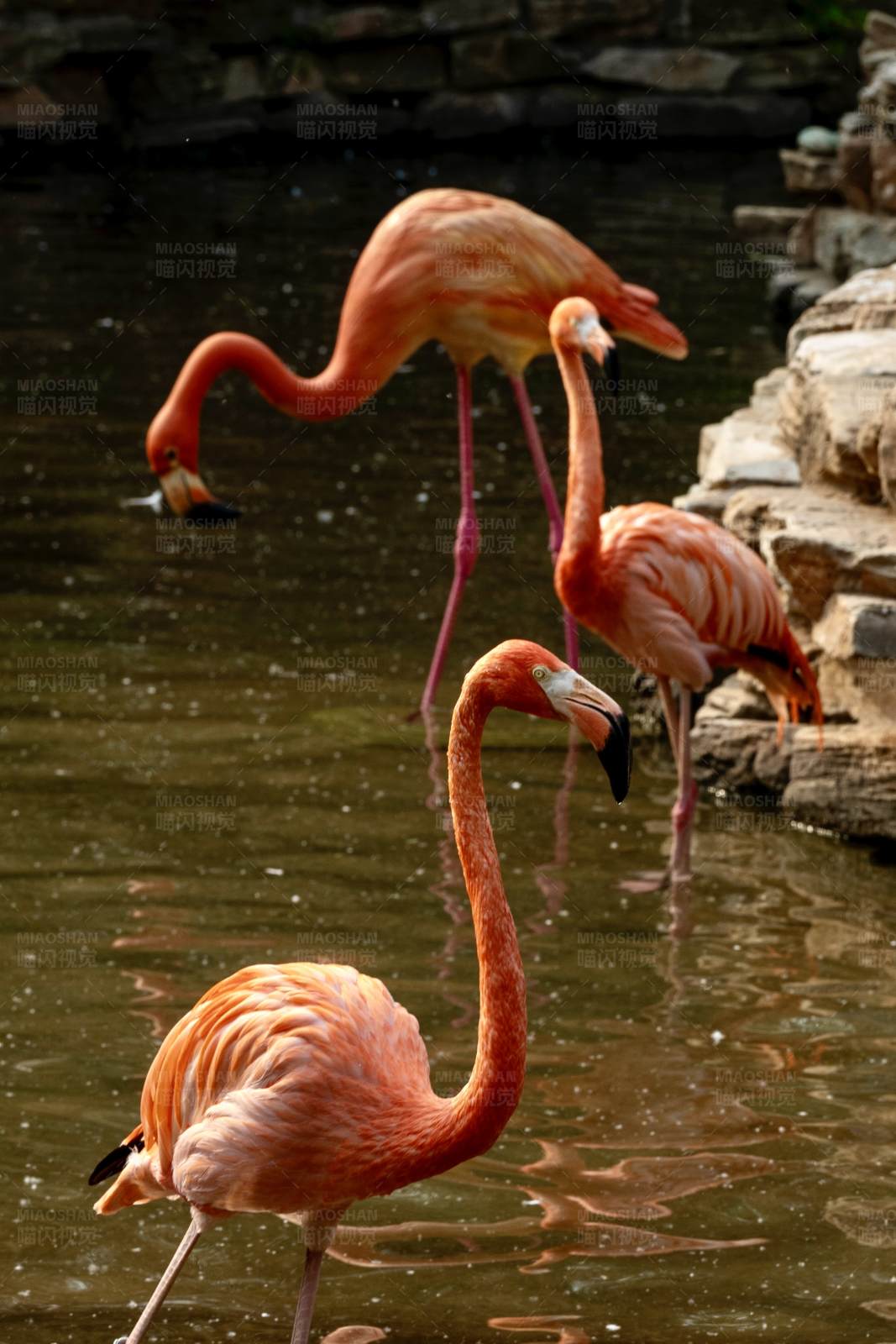 水中火烈鸟图片